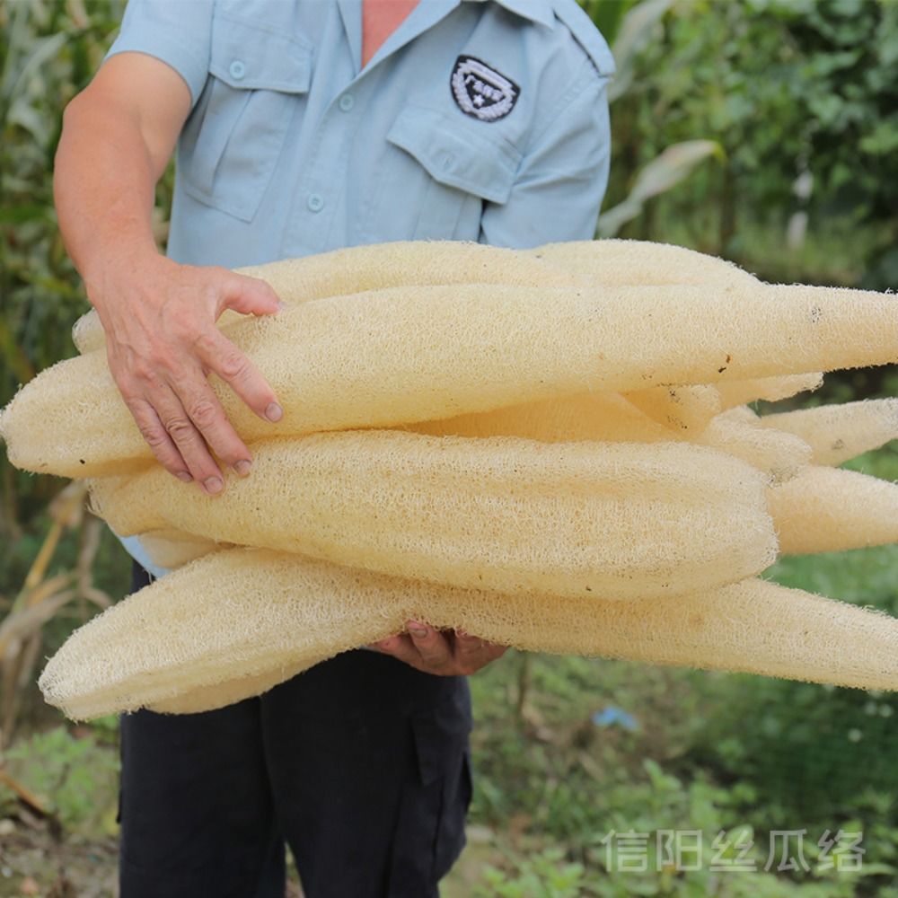 Natural Loofah Luffa Sponge Lo - Body Loofah Natural ulasan dan harga