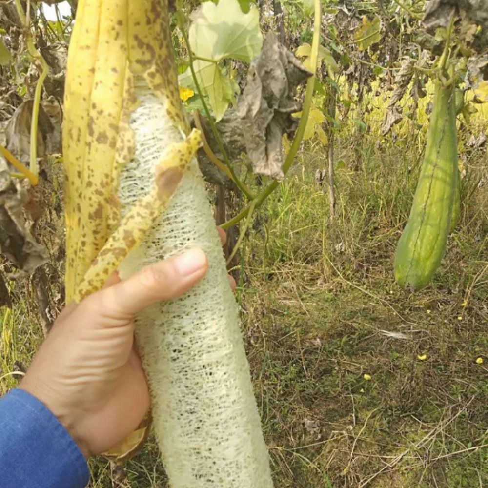 Natural Loofah Luffa Sponge Lo - Body Loofah Natural ulasan dan harga