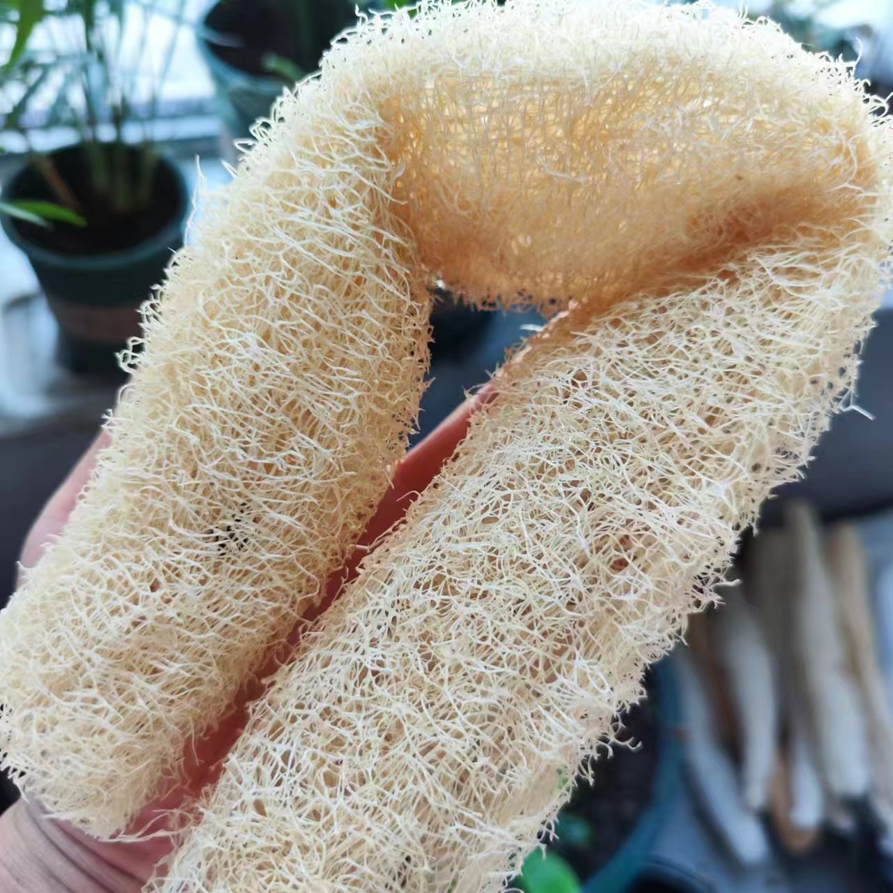 Marvelous Loofah Sponge Versat - Body Loofah Natural ulasan dan harga
